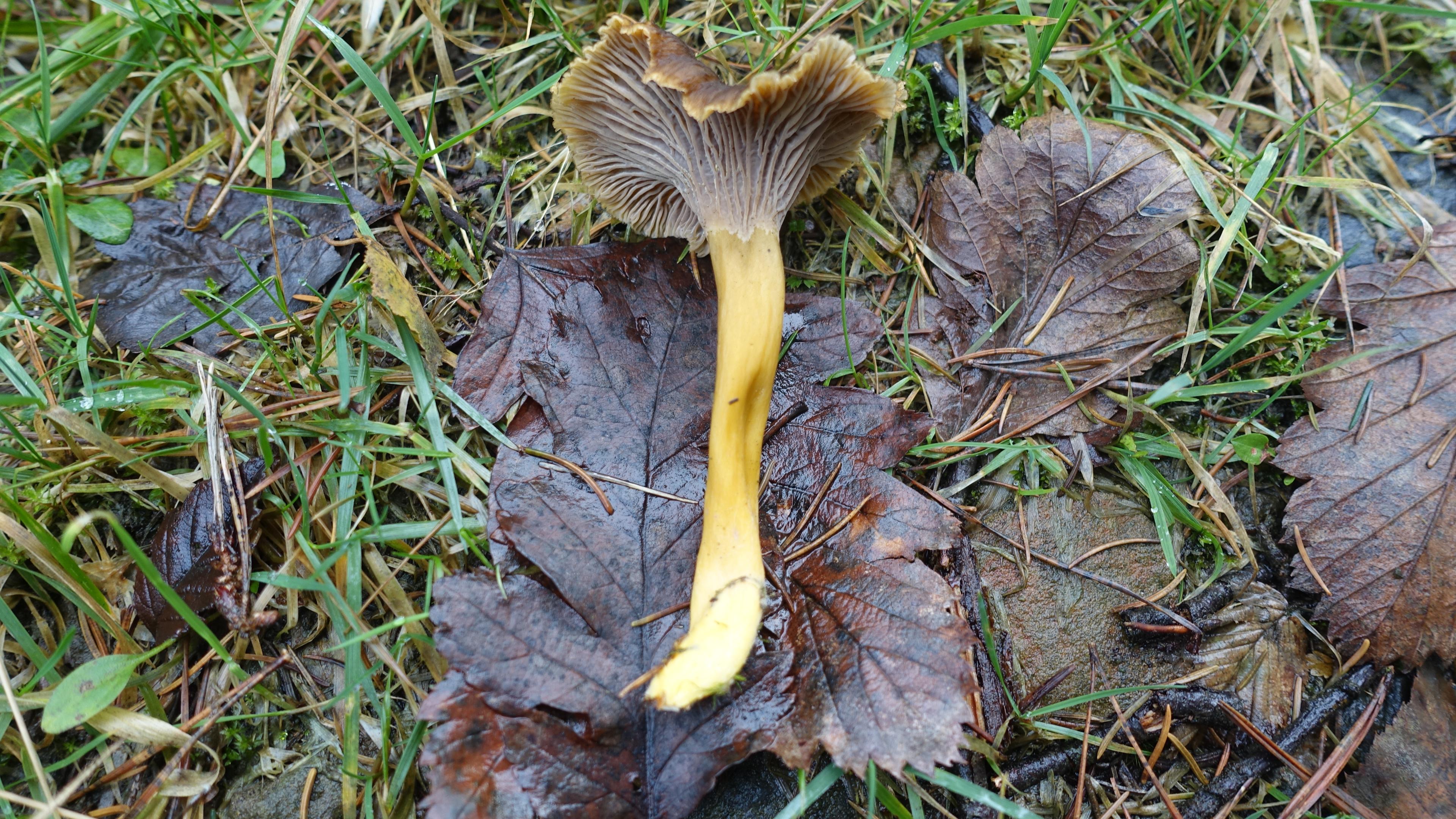 Gelbstieliger Trompeten-Pfifferling