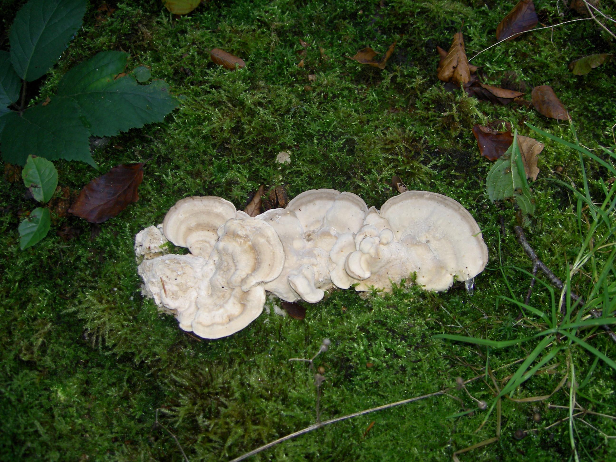 Schmetterlingstramete