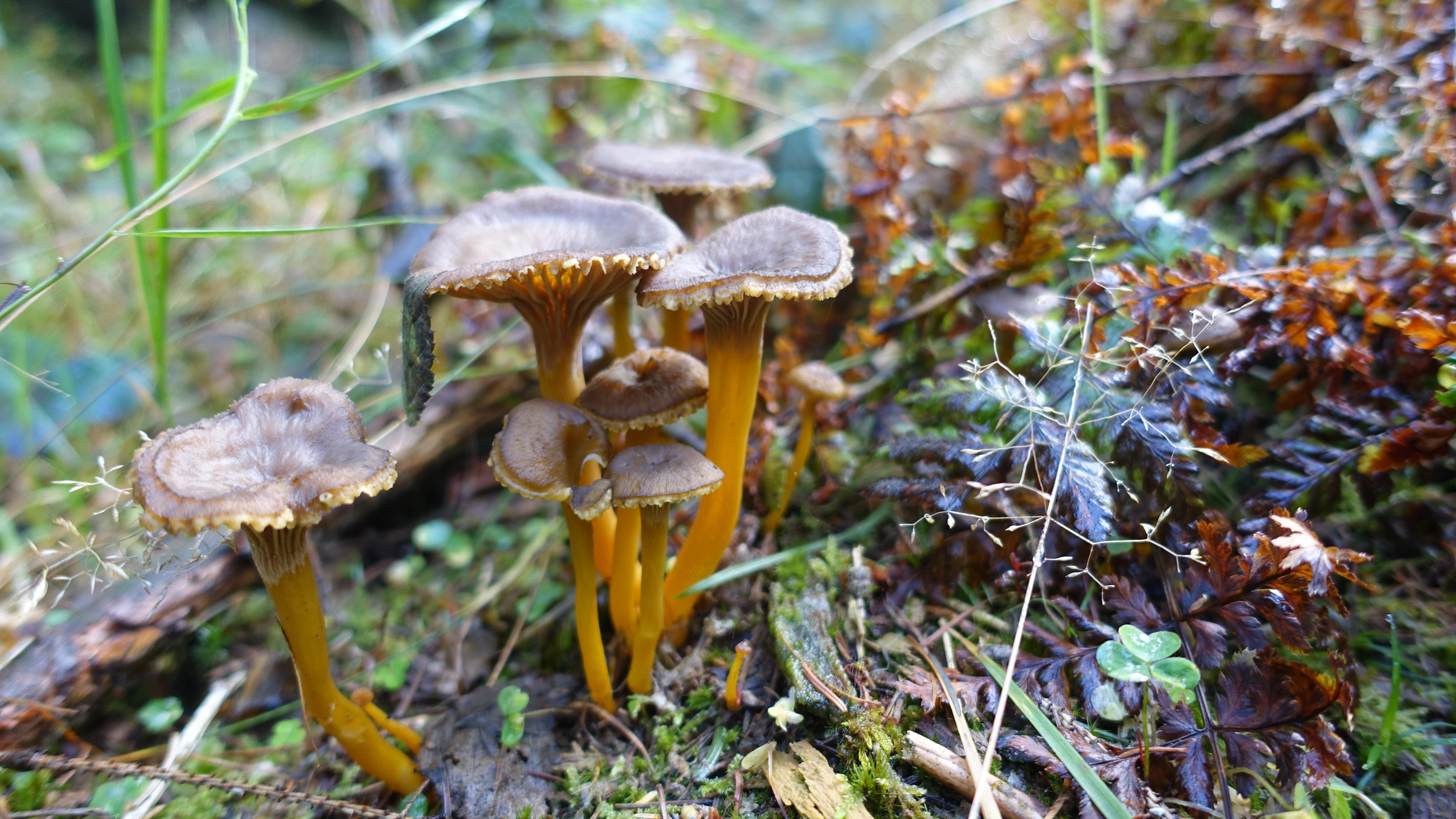 Gelbstieliger Trompetenpfifferling