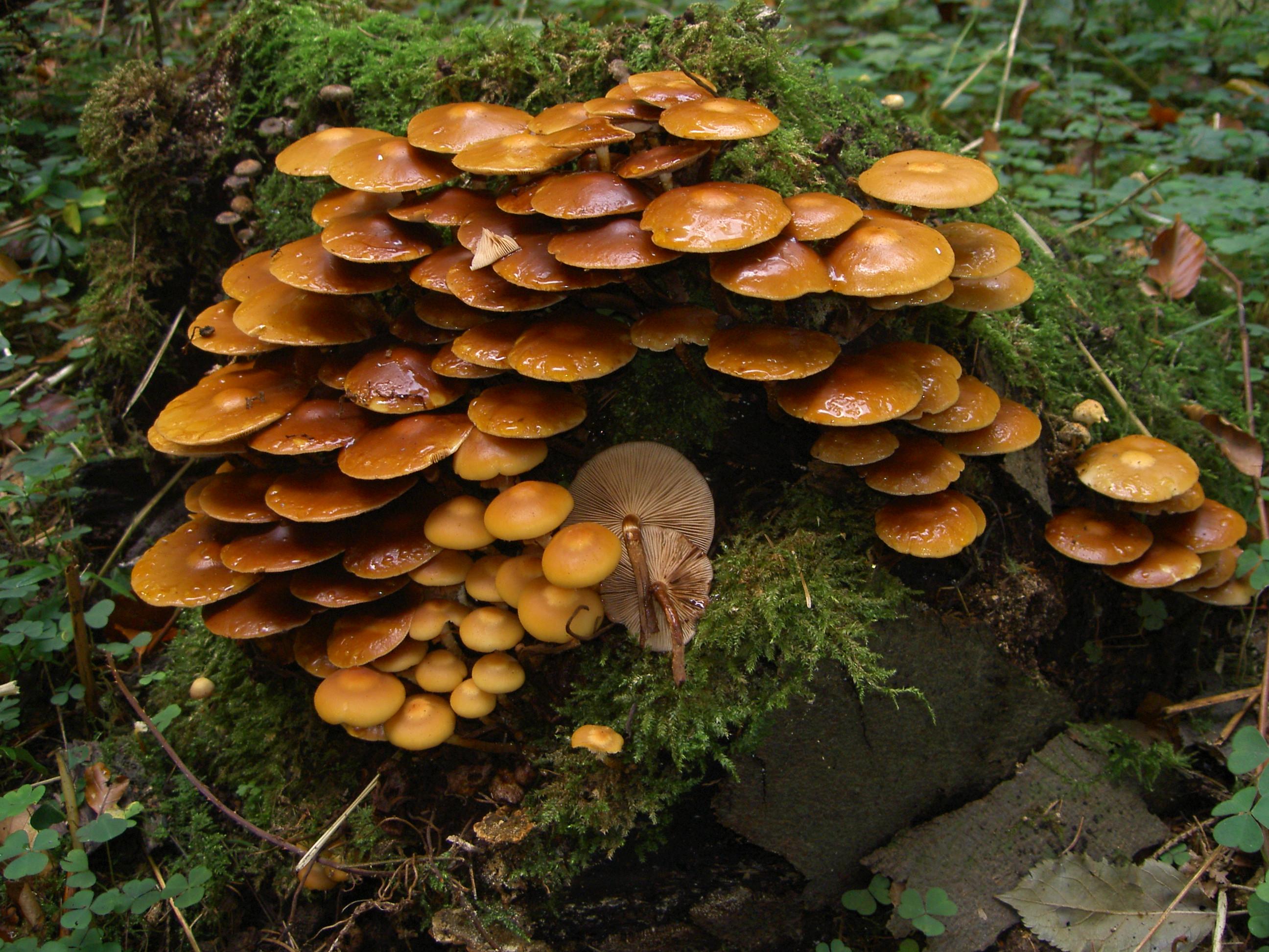 Stockschwämmchen