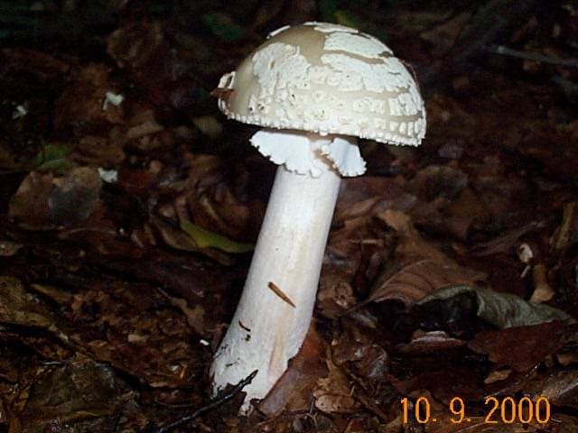 Grauer Wulstling