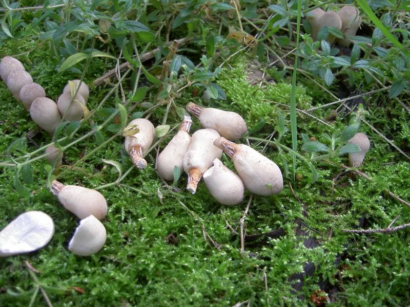 Birnenstäubling