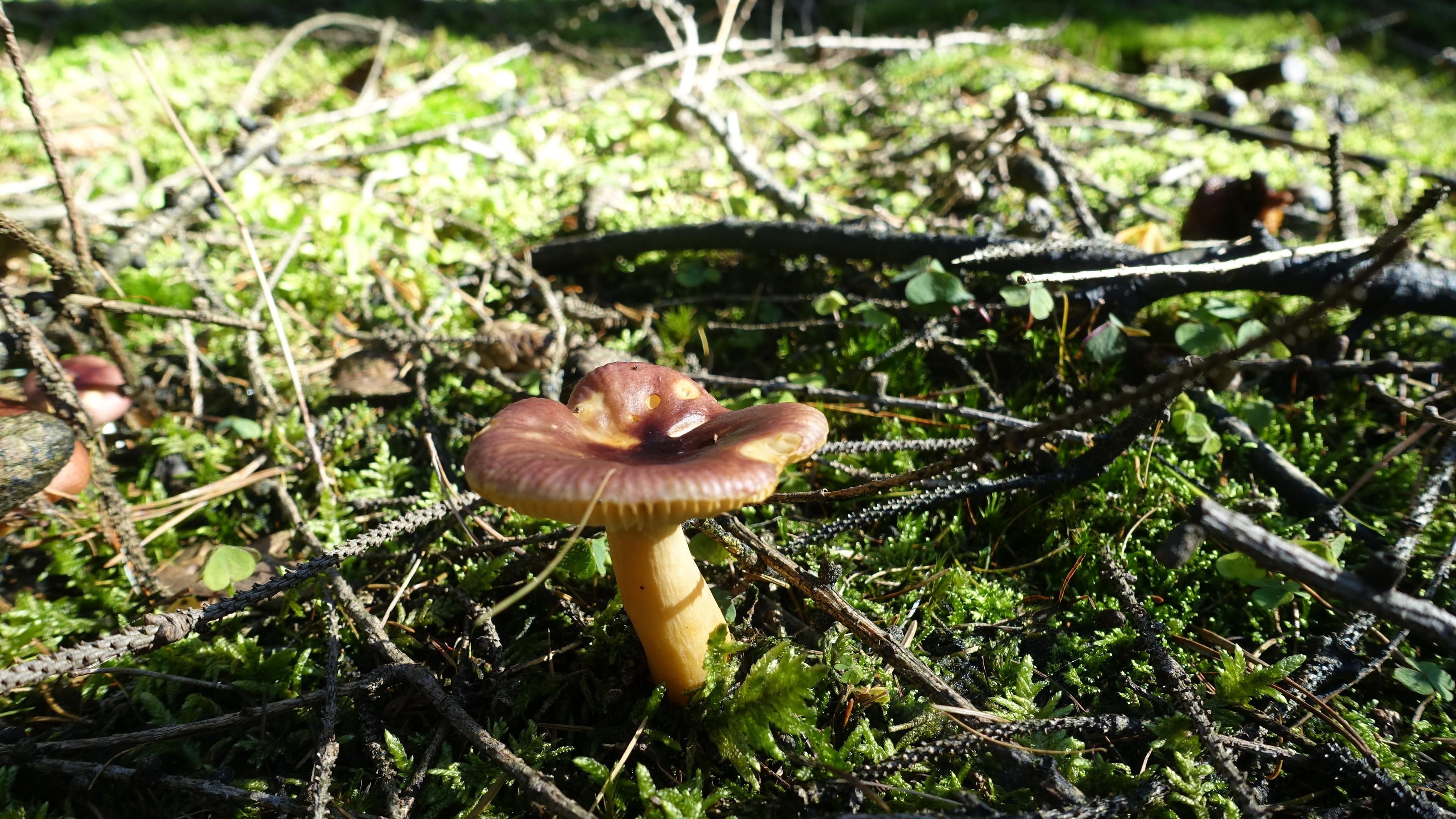Scharfer Glanztäubling