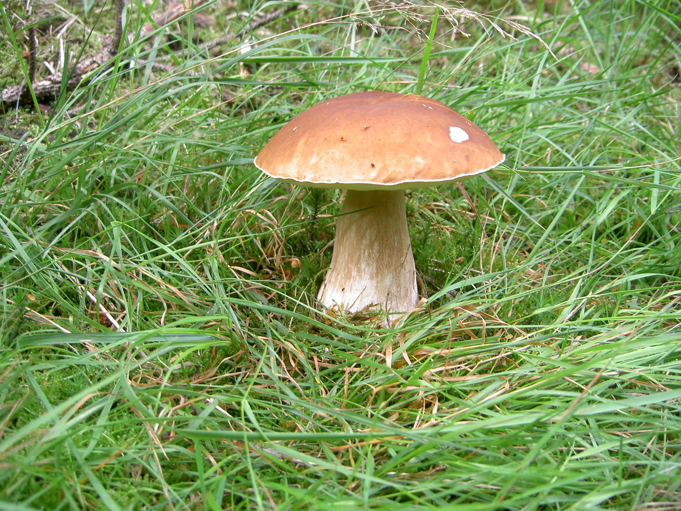 Kiefernsteinpilz