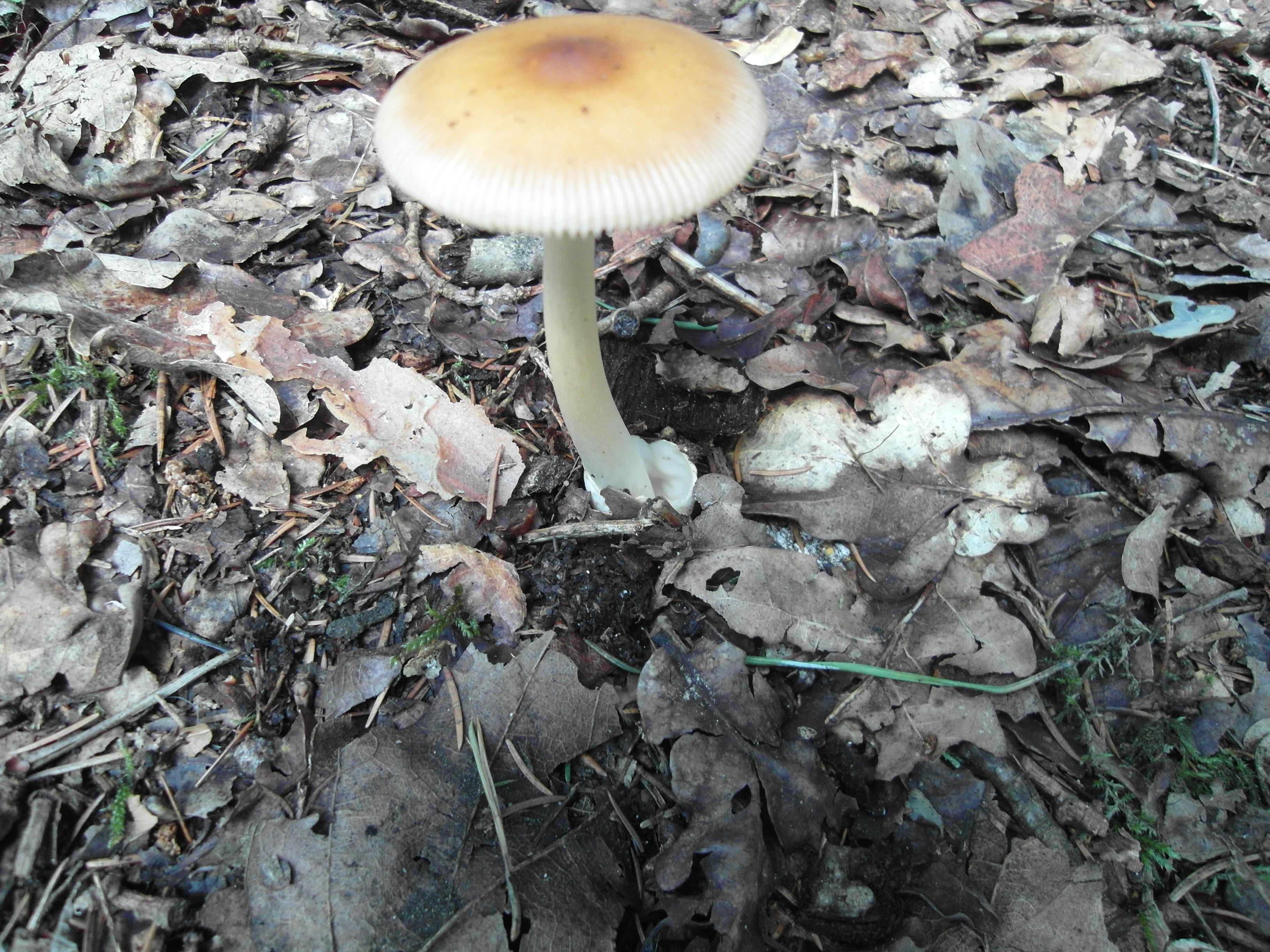 Rotbrauner Scheidenstreifling