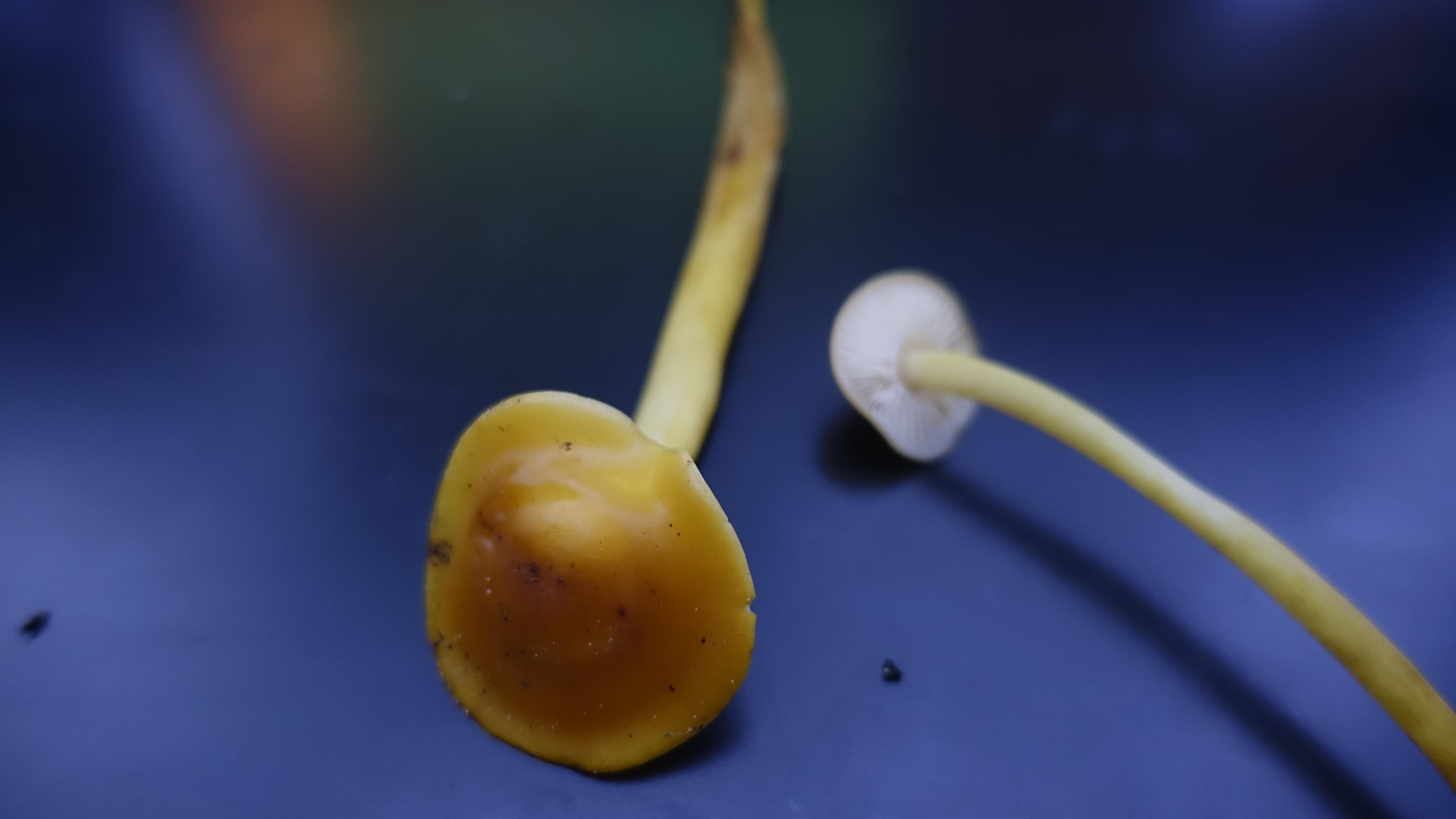 Samtfußrübling