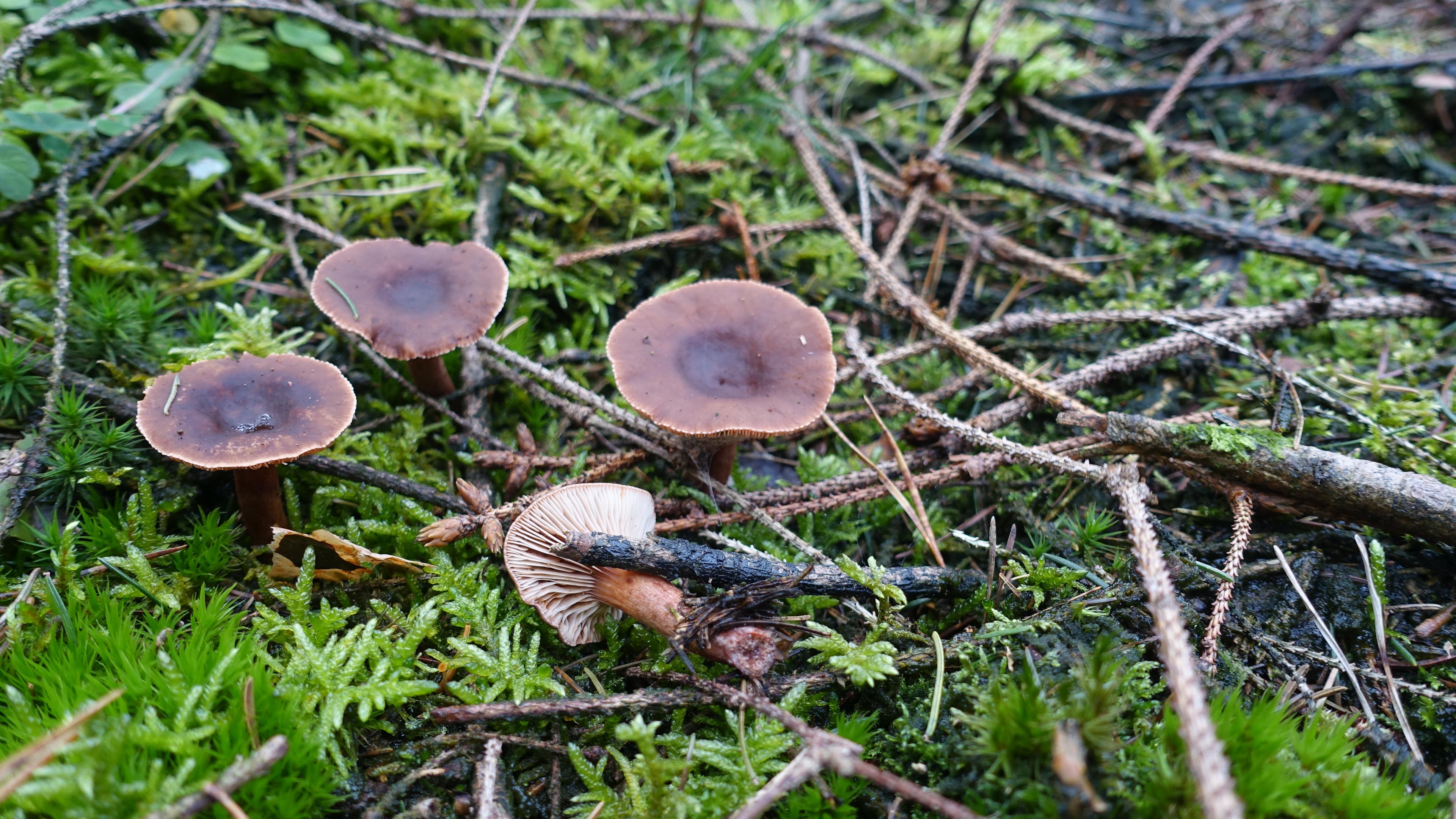 Kastanienbrauner Rübling