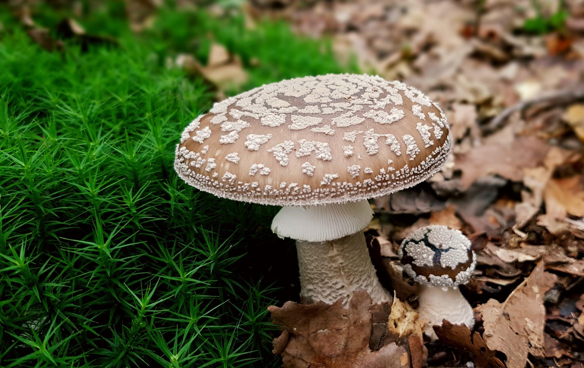 Pantherpilz