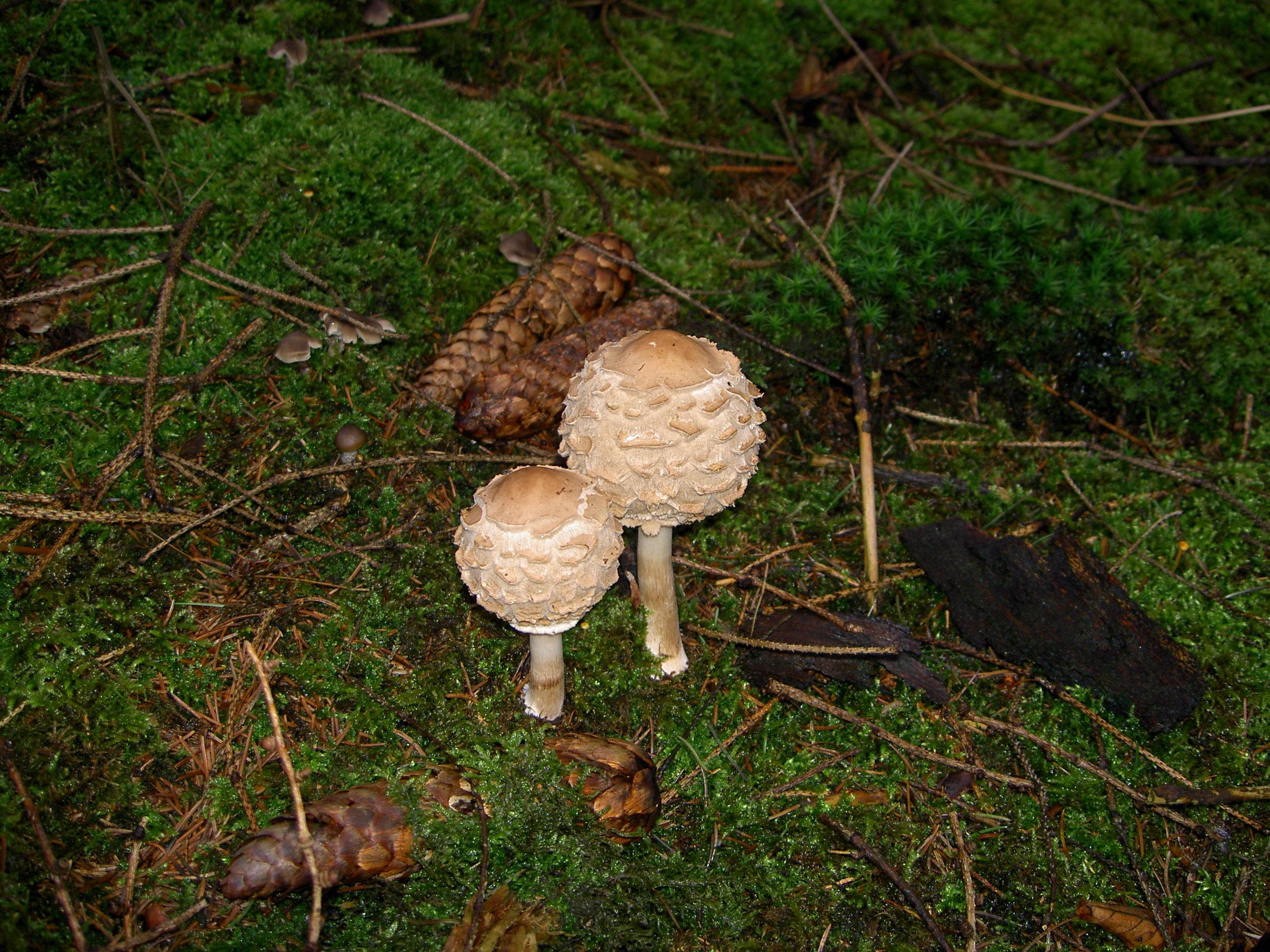 Riesenschirmling oder Parasolpilz
