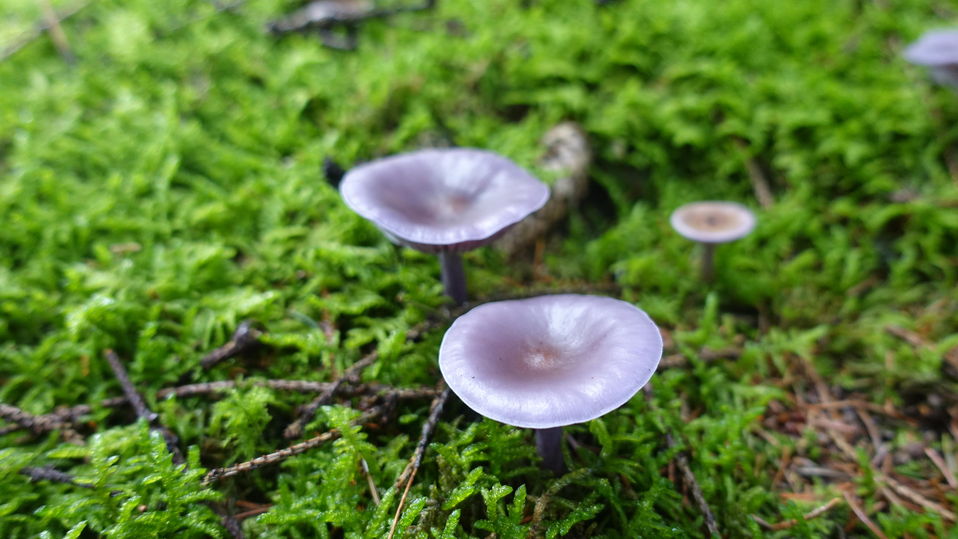 Schmutziger Rötelritterling