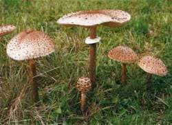 Riesenschirmling oder Parasolpilz