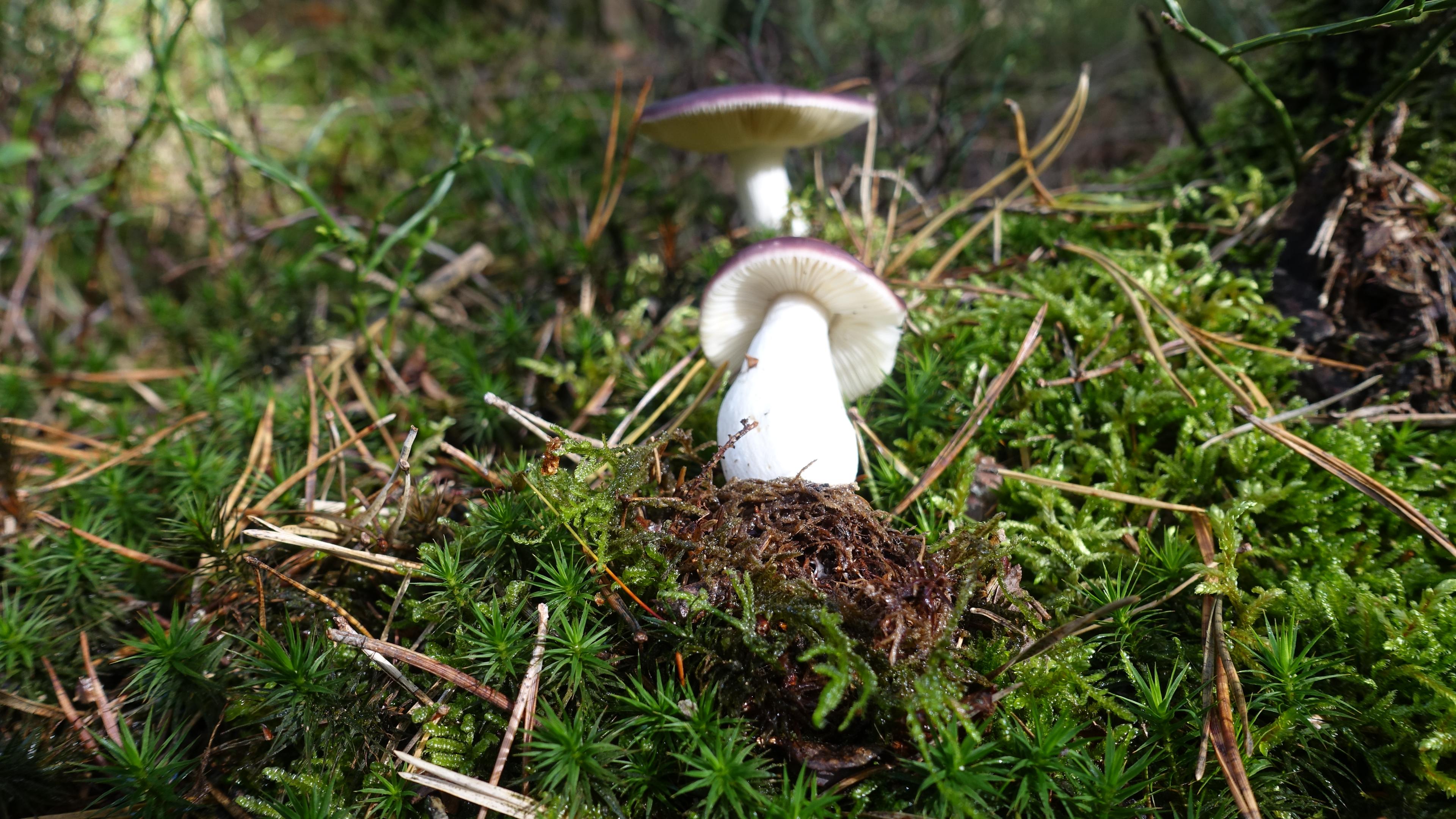 Buckel-Täubling