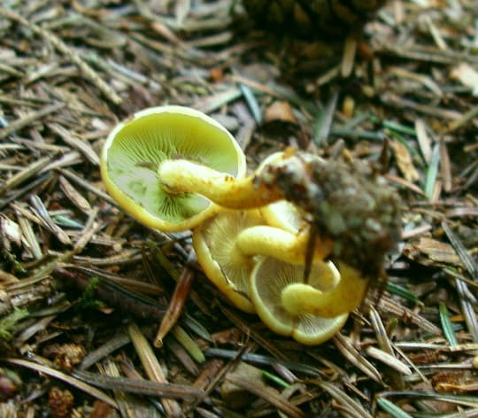 Grünblättriger Schwefelkopf