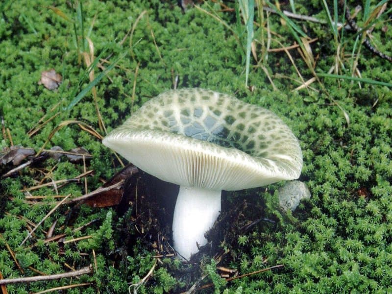 Grüngefelderter Täubling
