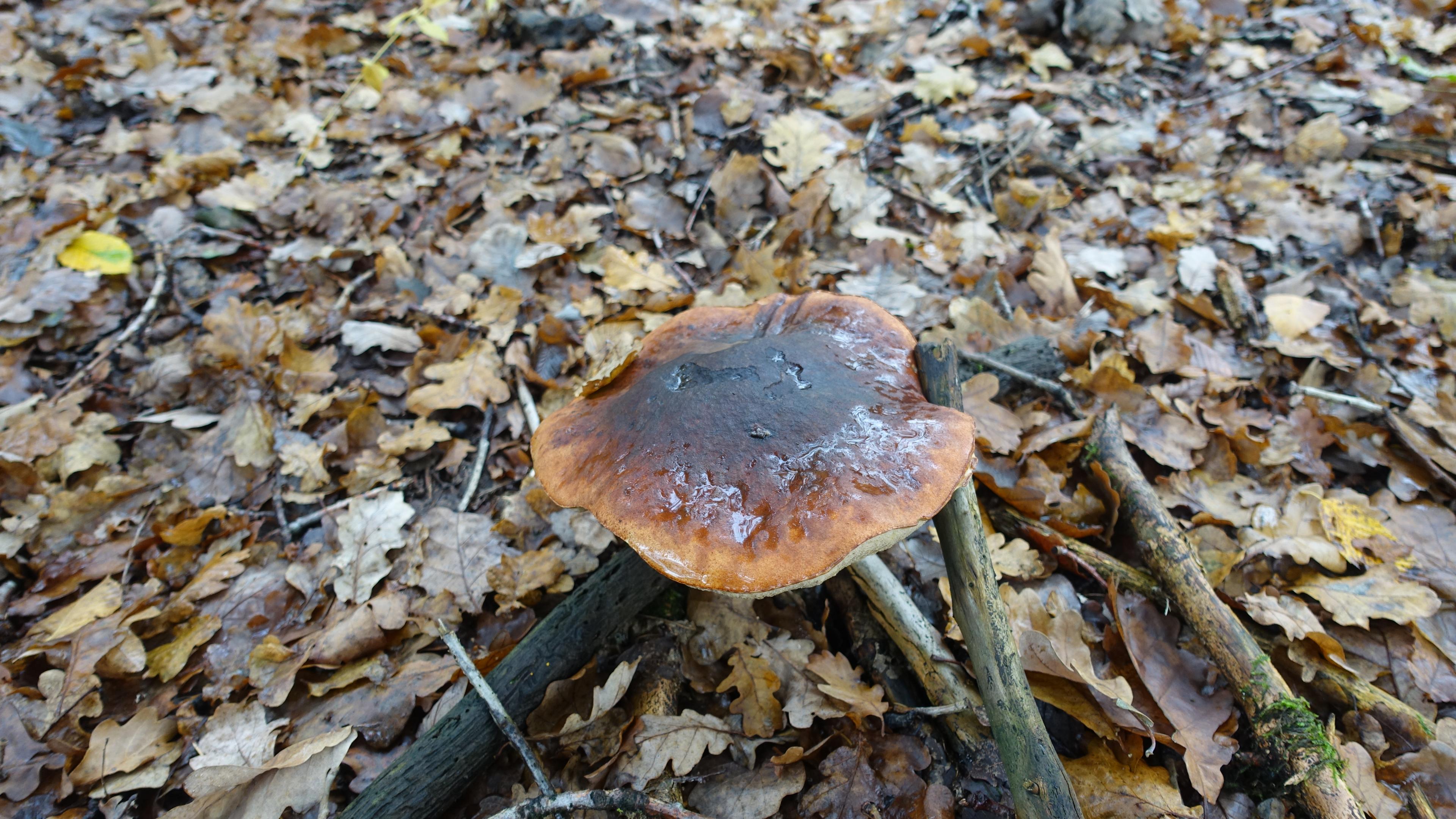 Eichen-Rotkappe