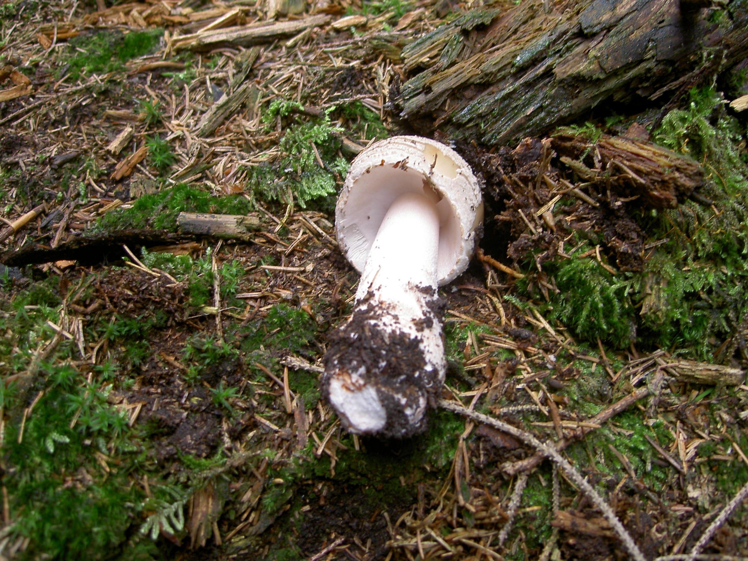 Perlpilz
