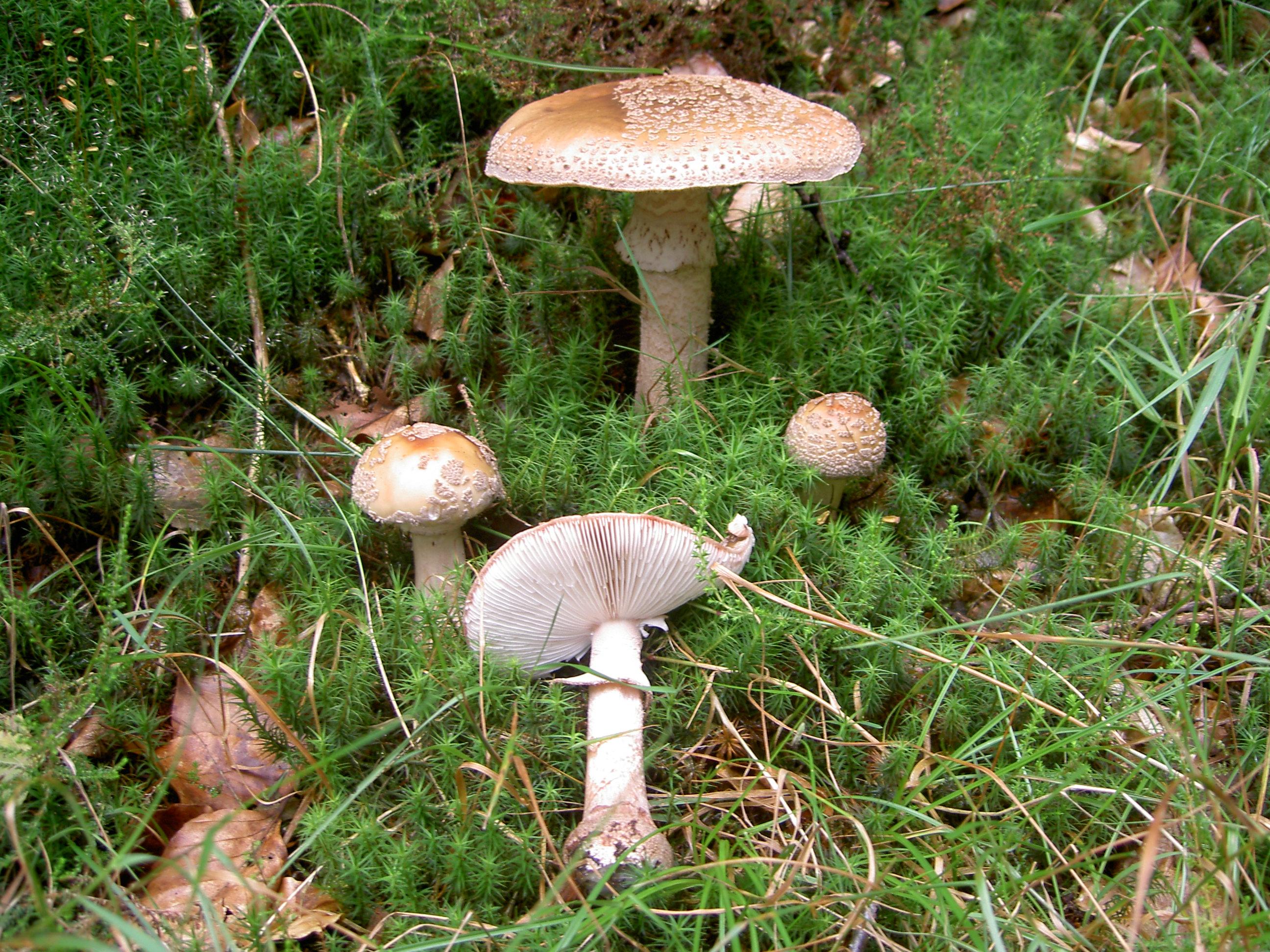 Perlpilz