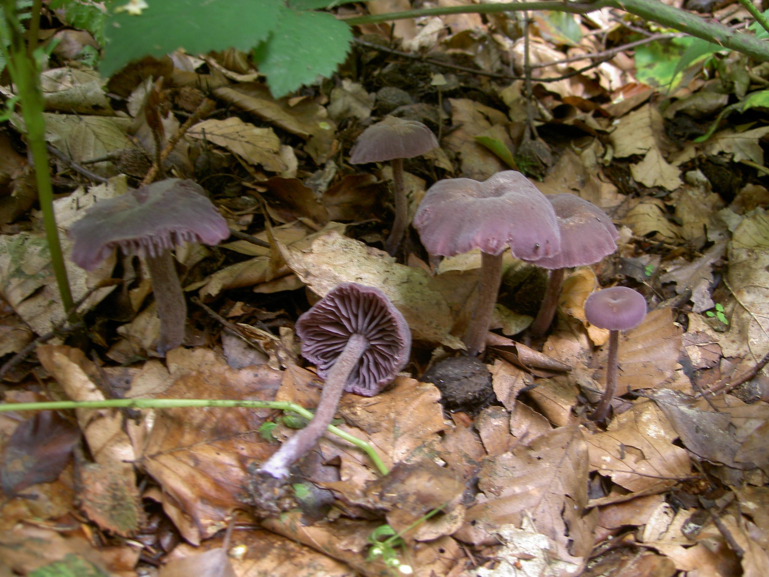 Violetter Lacktrichterling