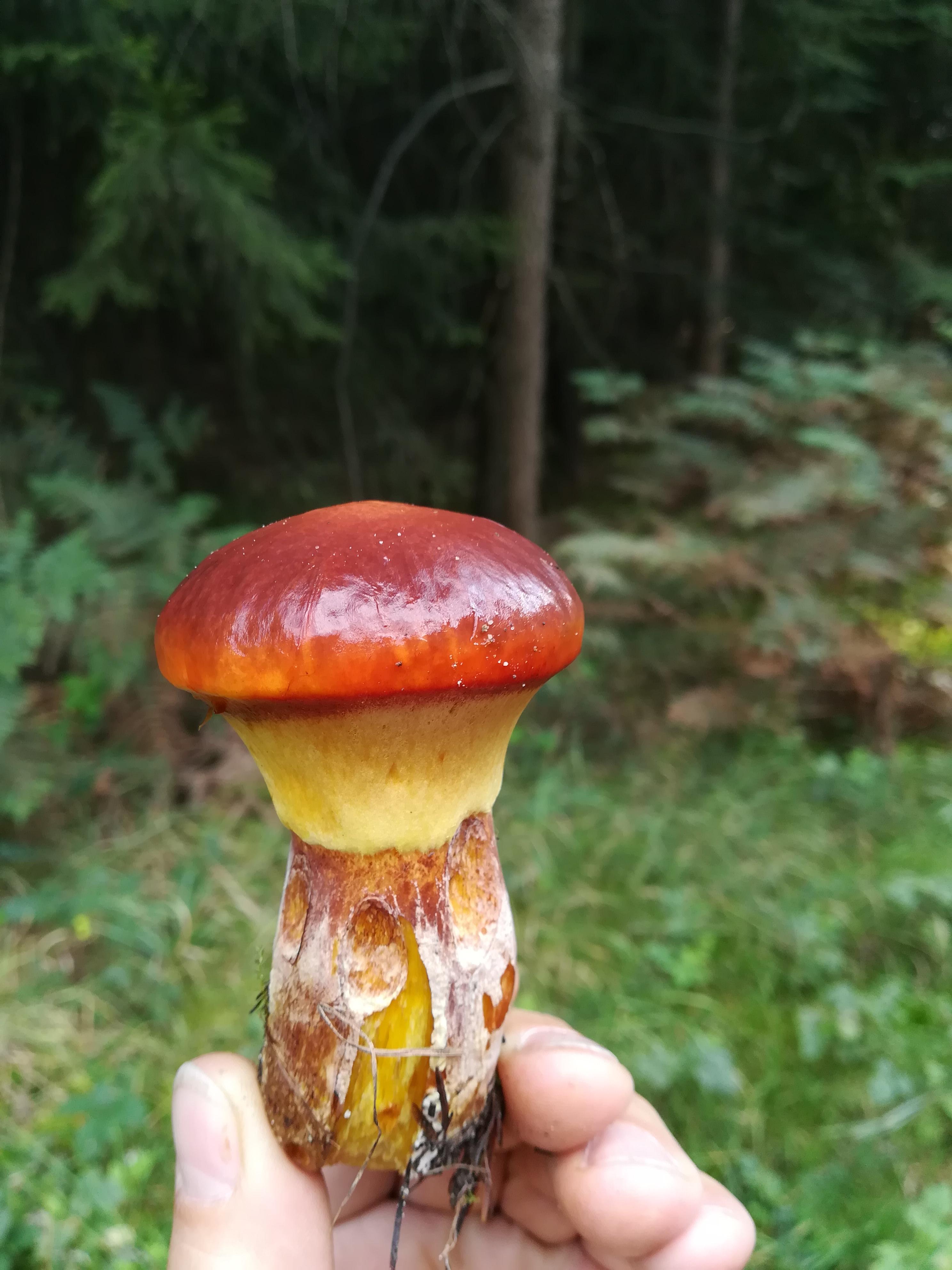 Goldröhrling
