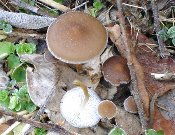 Fichten-Zapfenrübling
