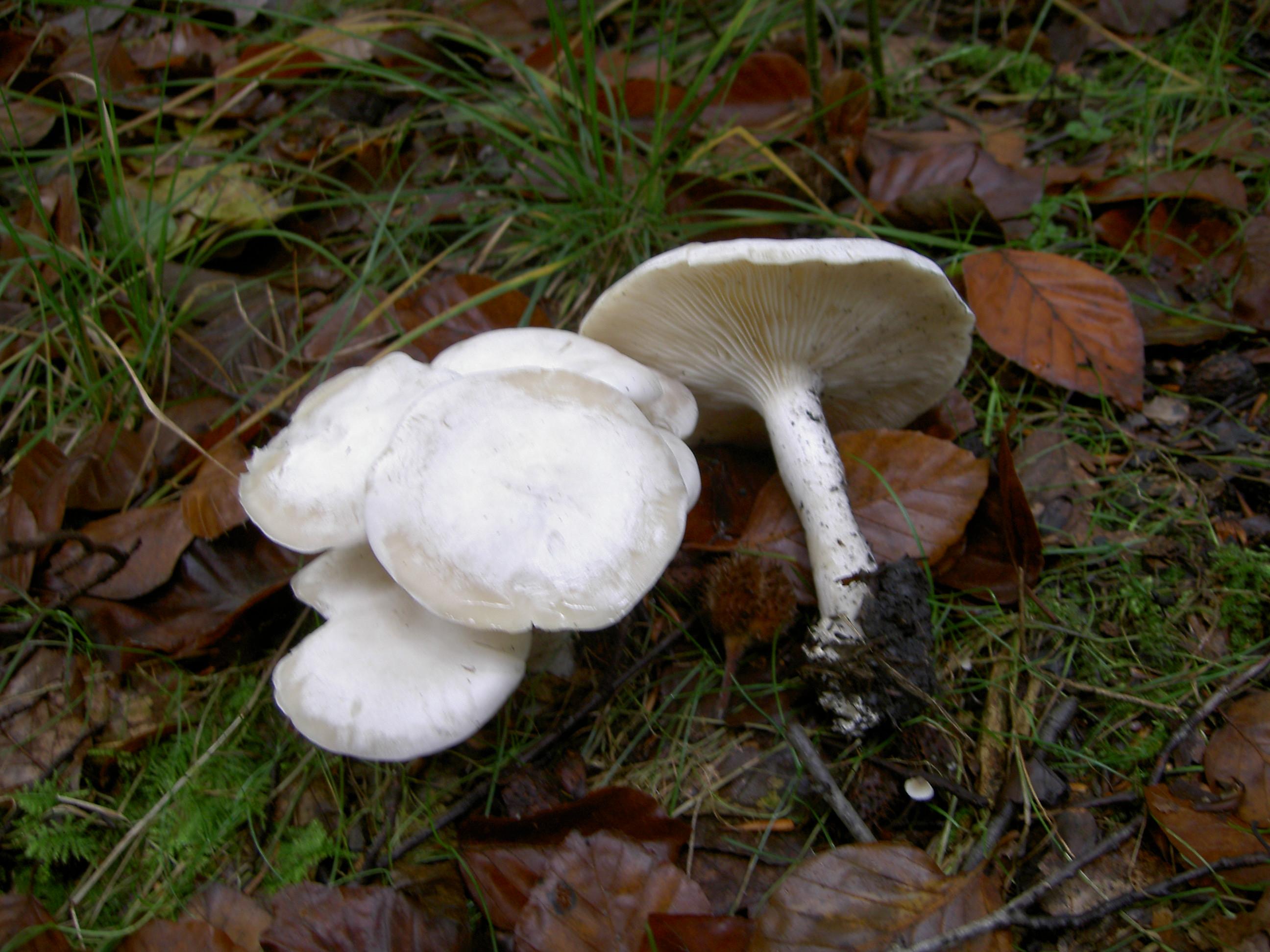 Weißer Rasling