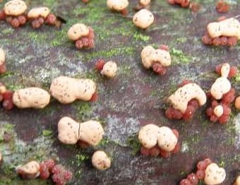 Zinnoberroter Pustelpilz