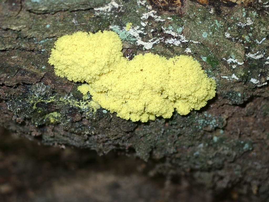 Hexenbutter