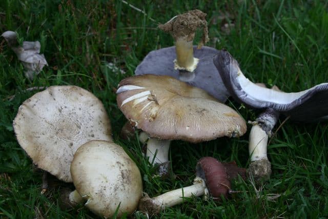 Rotbrauner Riesenträuschling