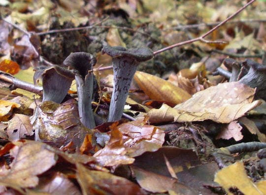 Herbsttrompete, Totentrompete