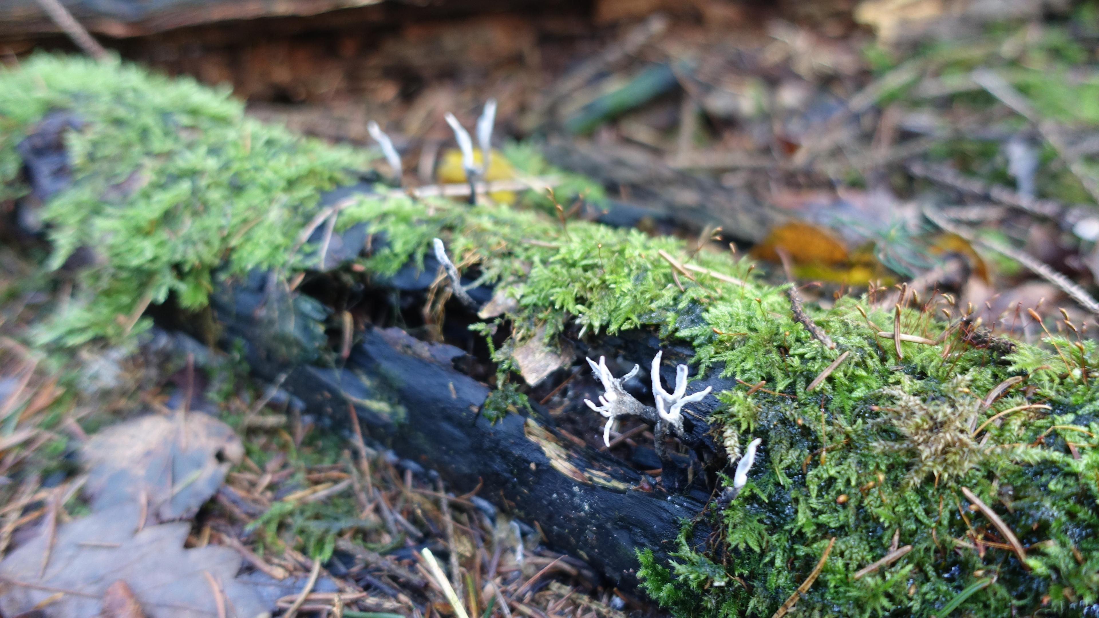 Graue Koralle
