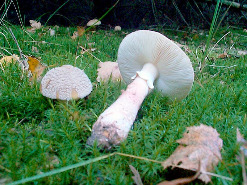 Pantherpilz