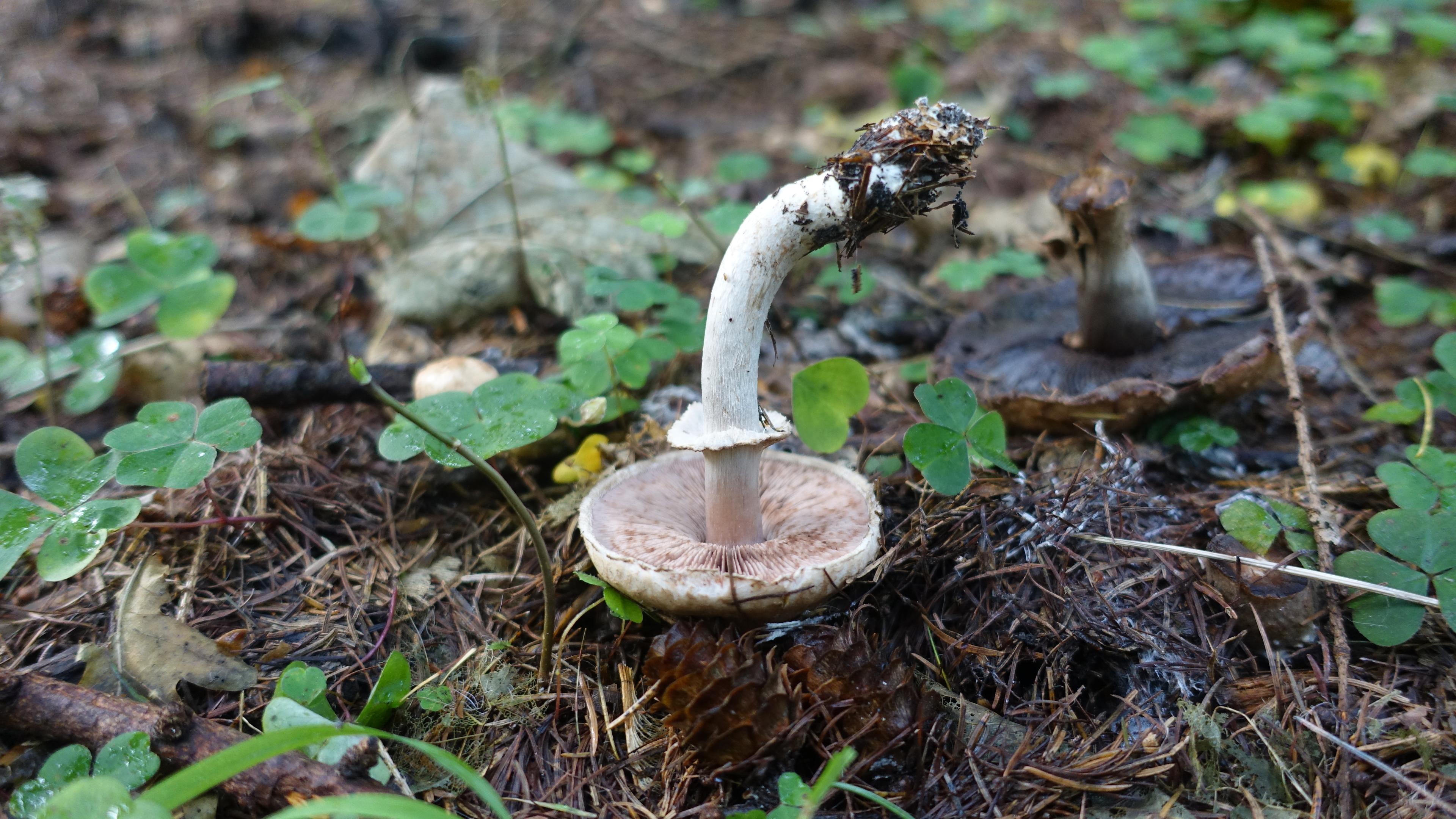 Schiefknolliger Anisegerling