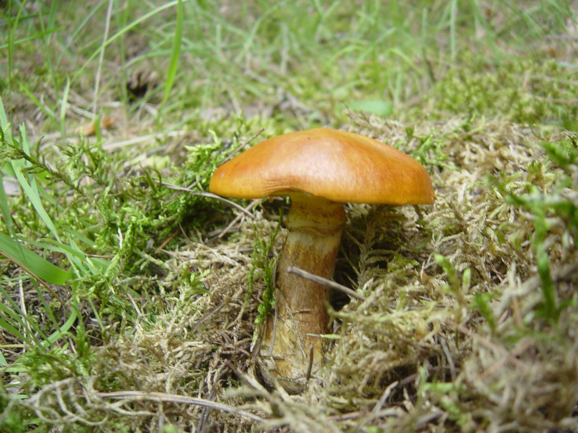 Goldröhrling