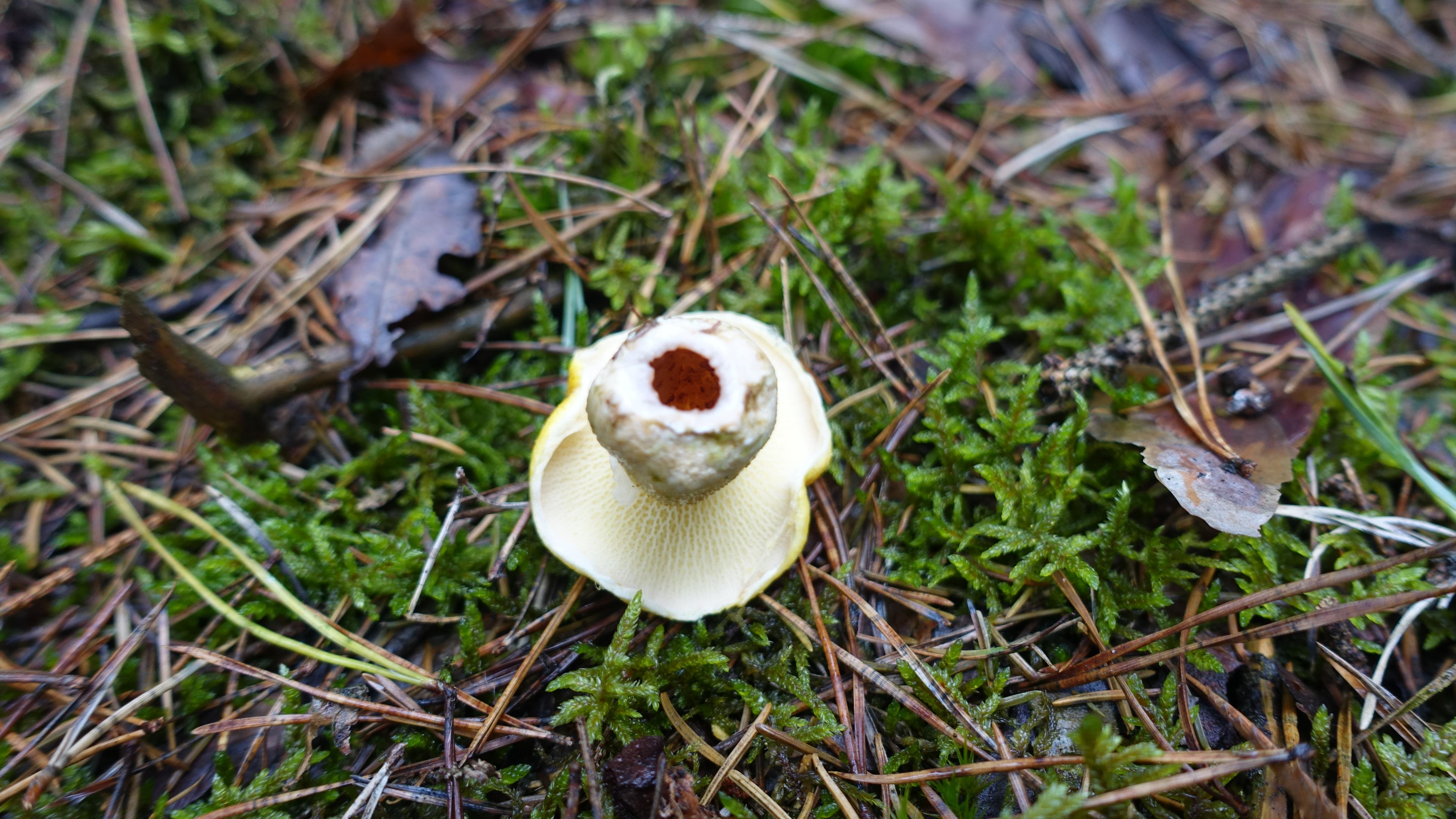Gelber Hohlfußröhrling