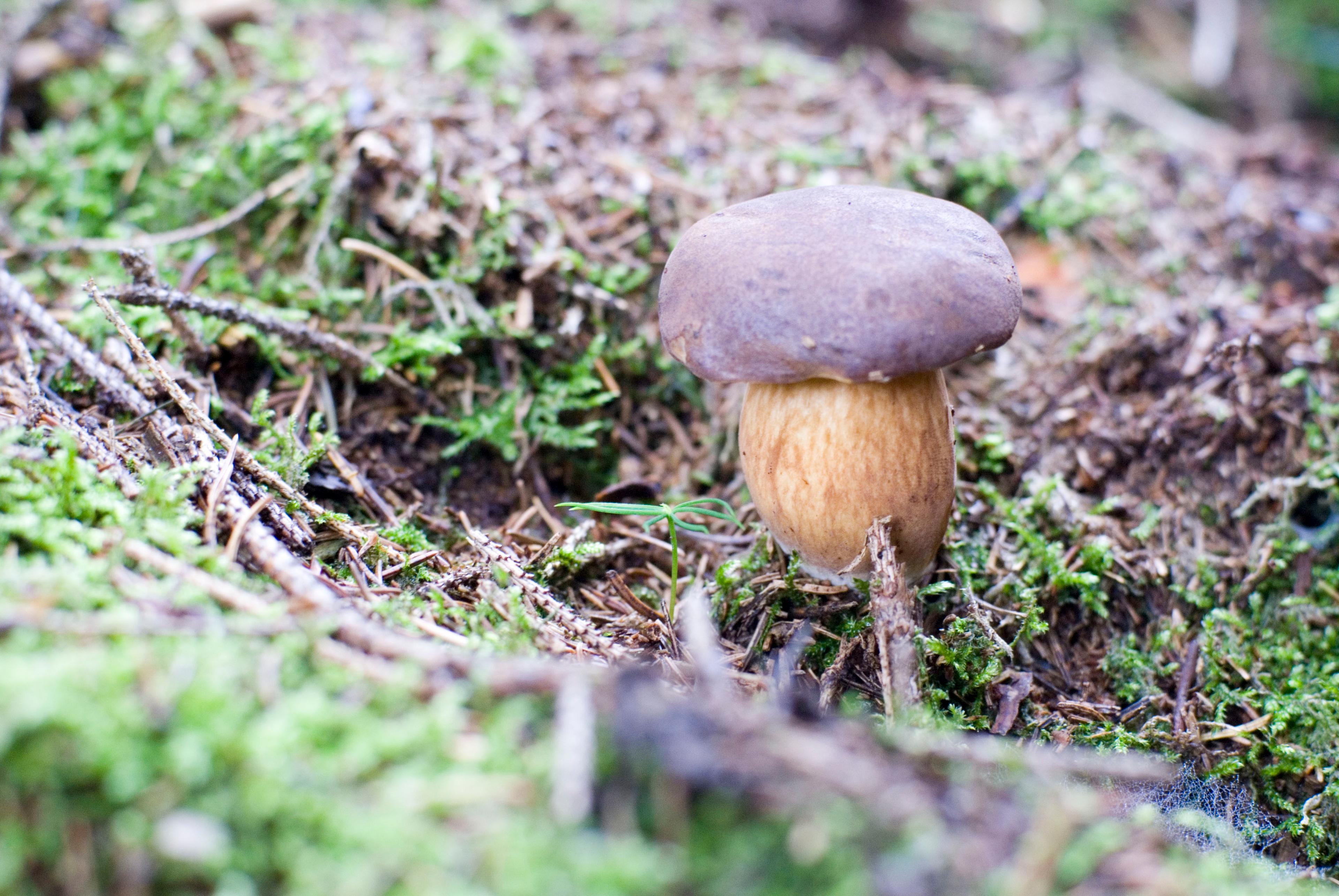 Kiefernsteinpilz