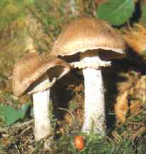 Waldegerling oder Waldchampignon