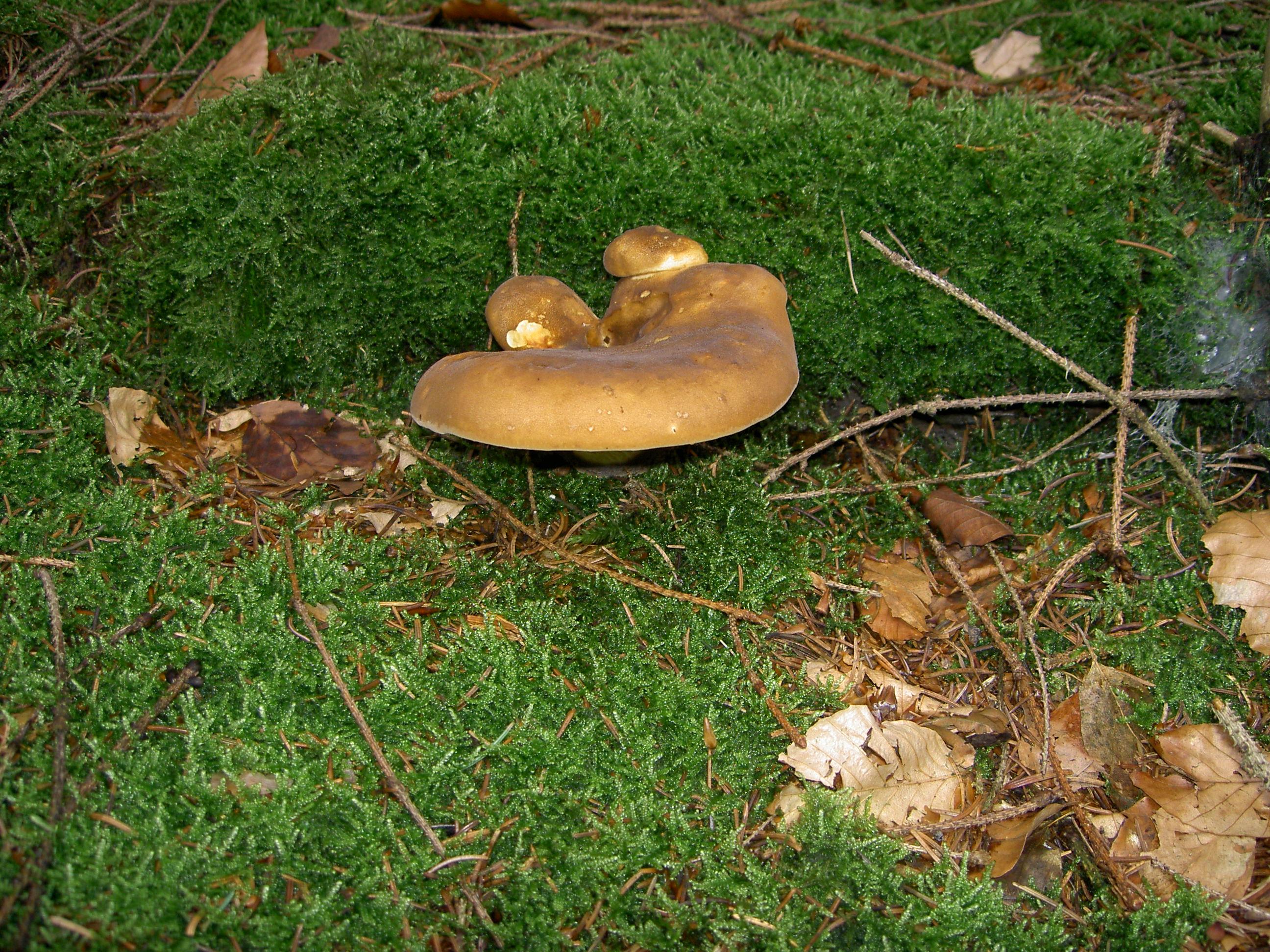 Samtfusskrempling