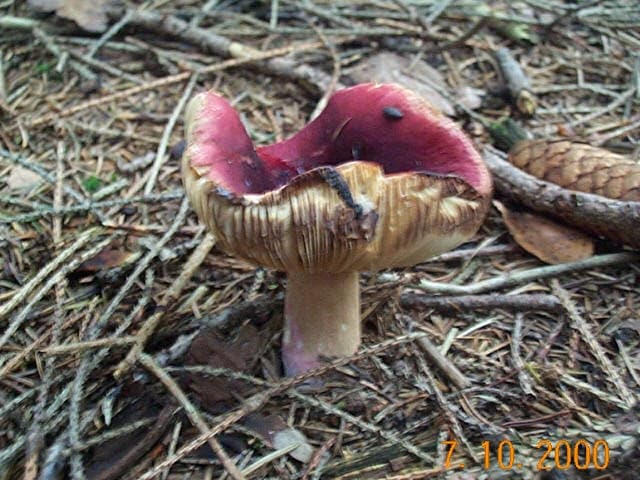 Zitronenblättriger Täubling