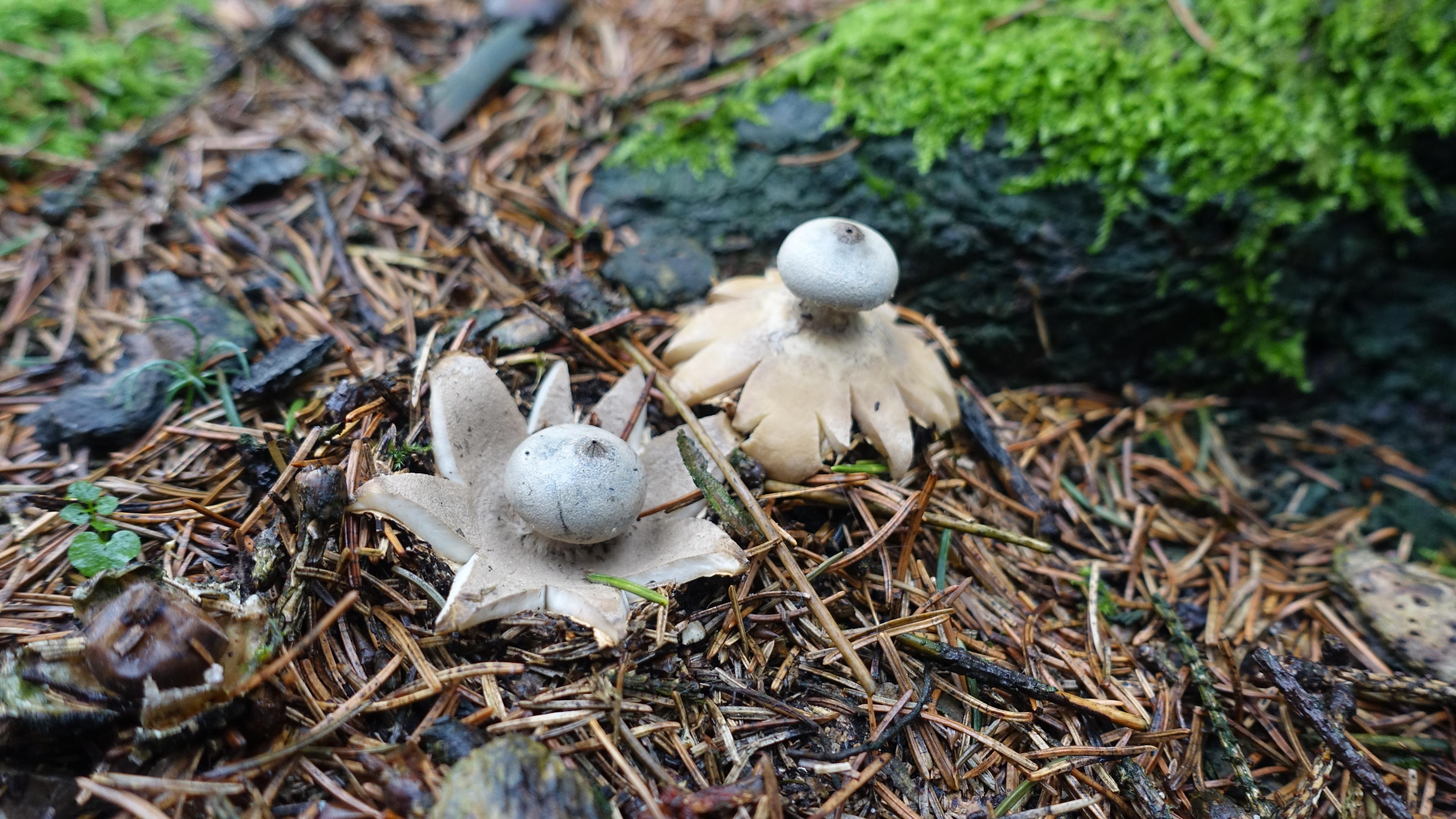 Gewimperter Erdstern