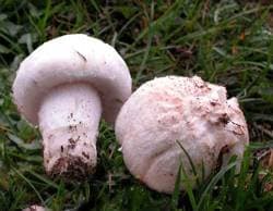 Wiesenchampignon