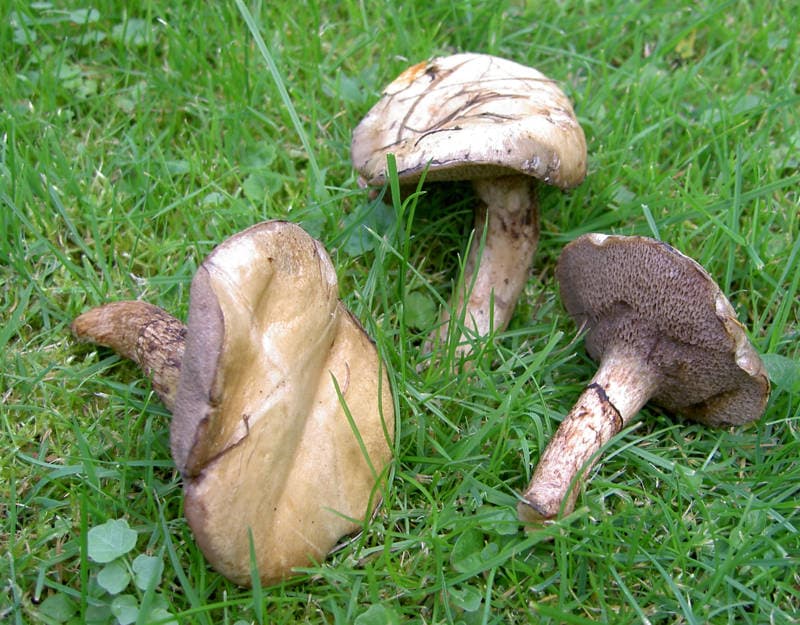 Grauer Lärchenröhrling