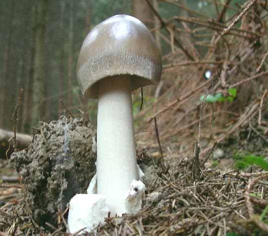 Grauer Scheidenstreifling