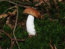 Cremeroter / Lachsroter Täubling