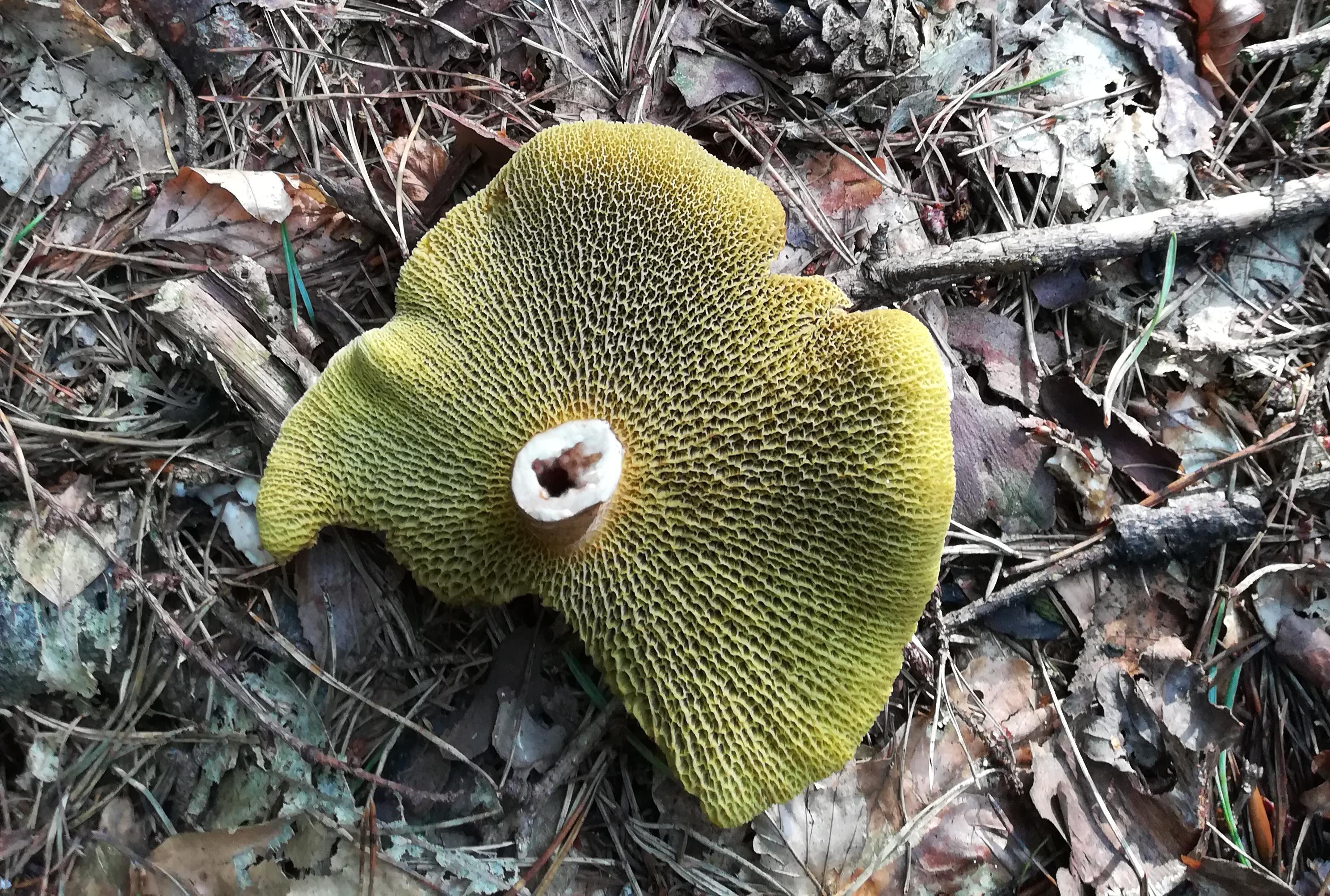 Hohlfußröhrling