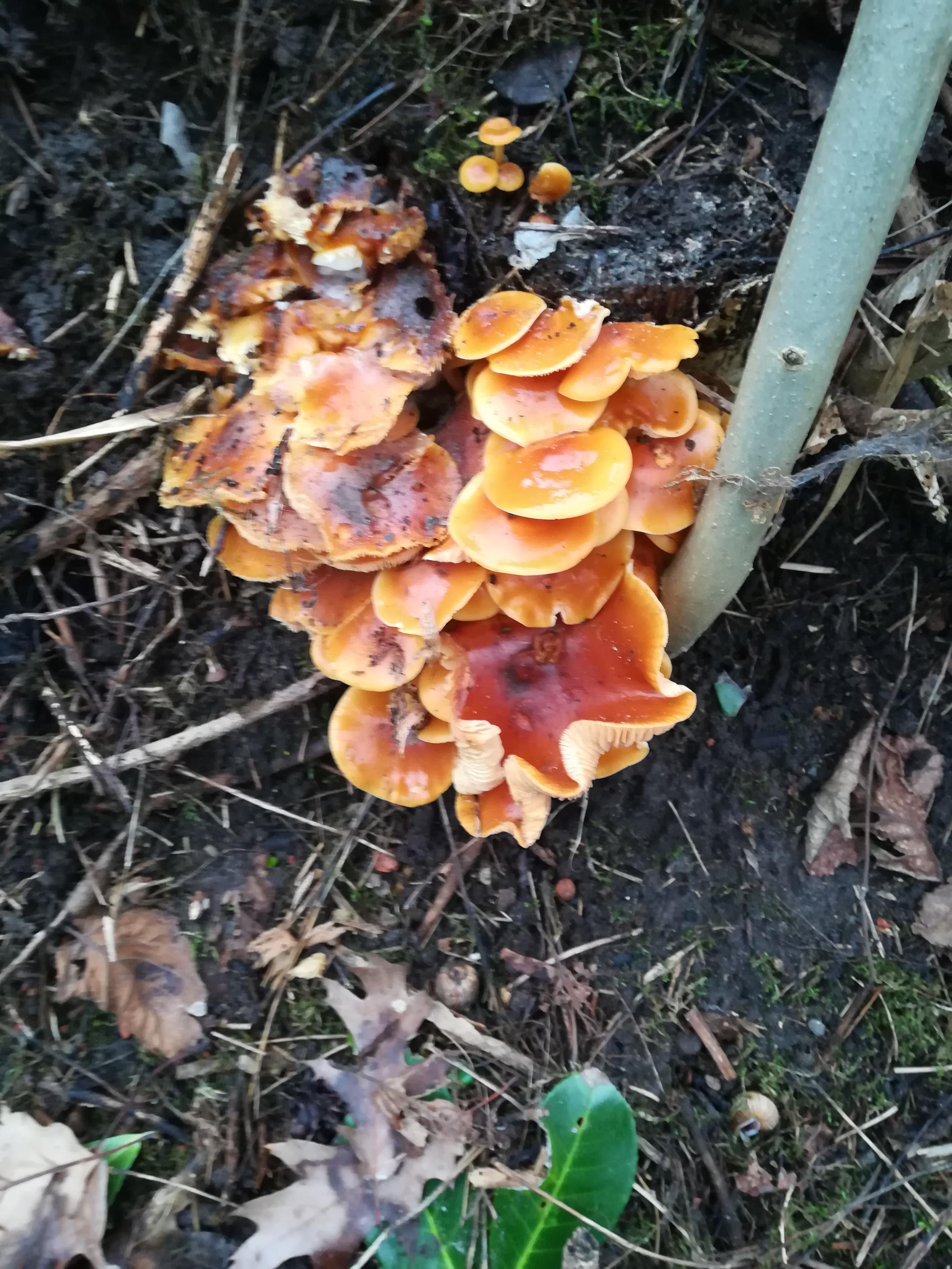 Samtfußrübling