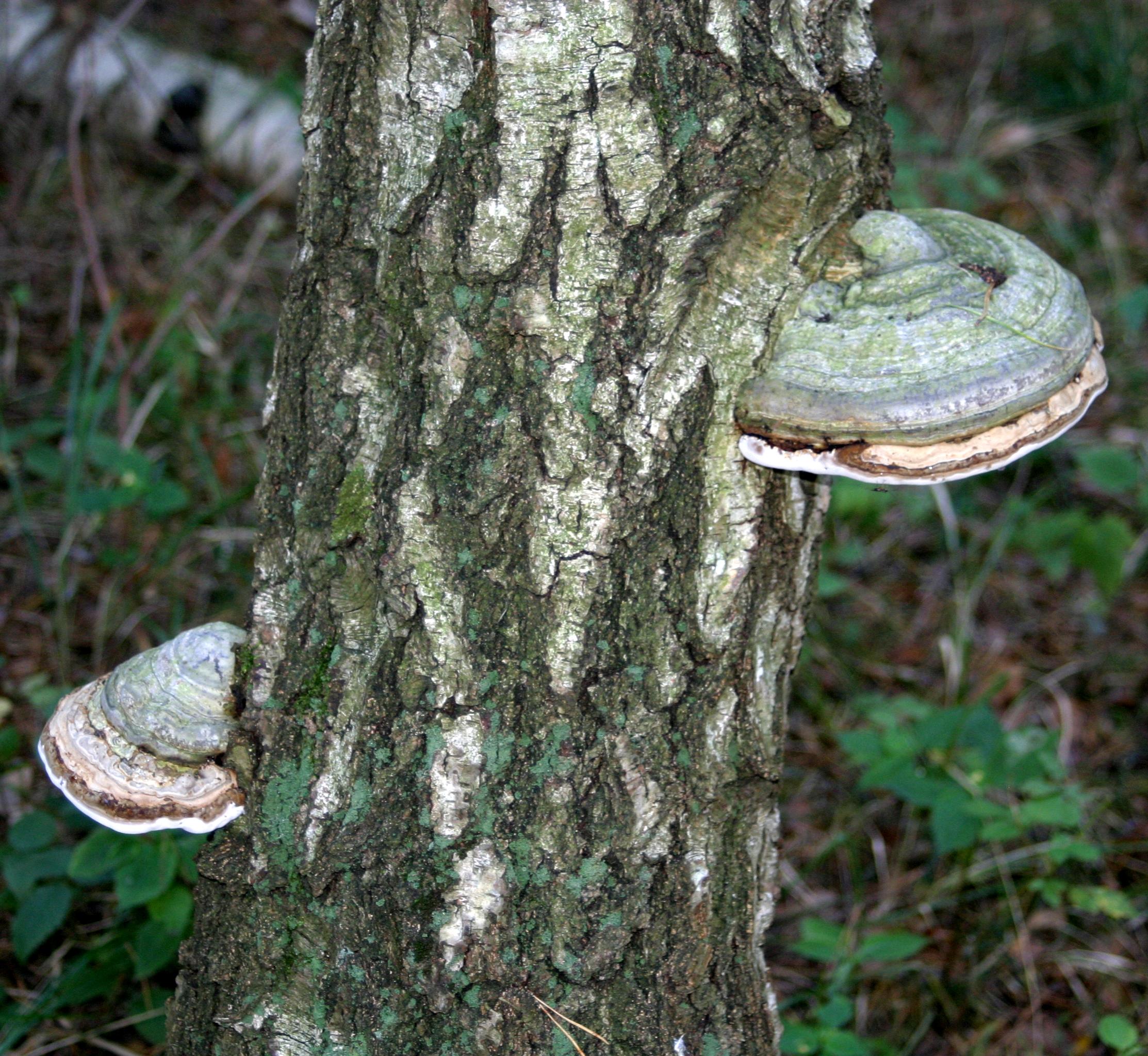 Birkenporling