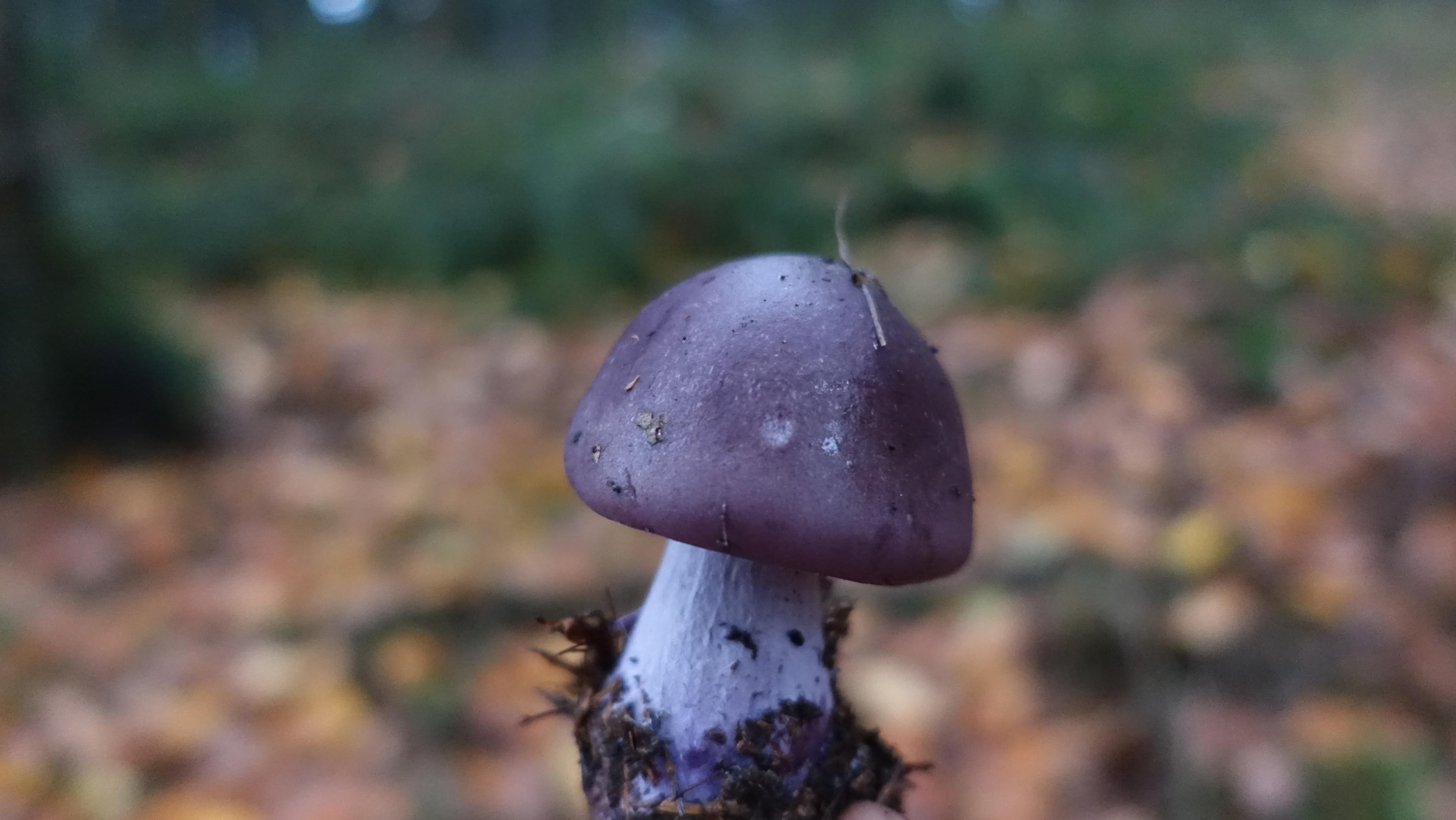 Bocksdickfuß  