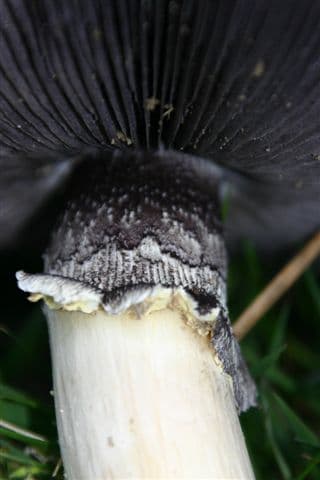 Rotbrauner Riesenträuschling