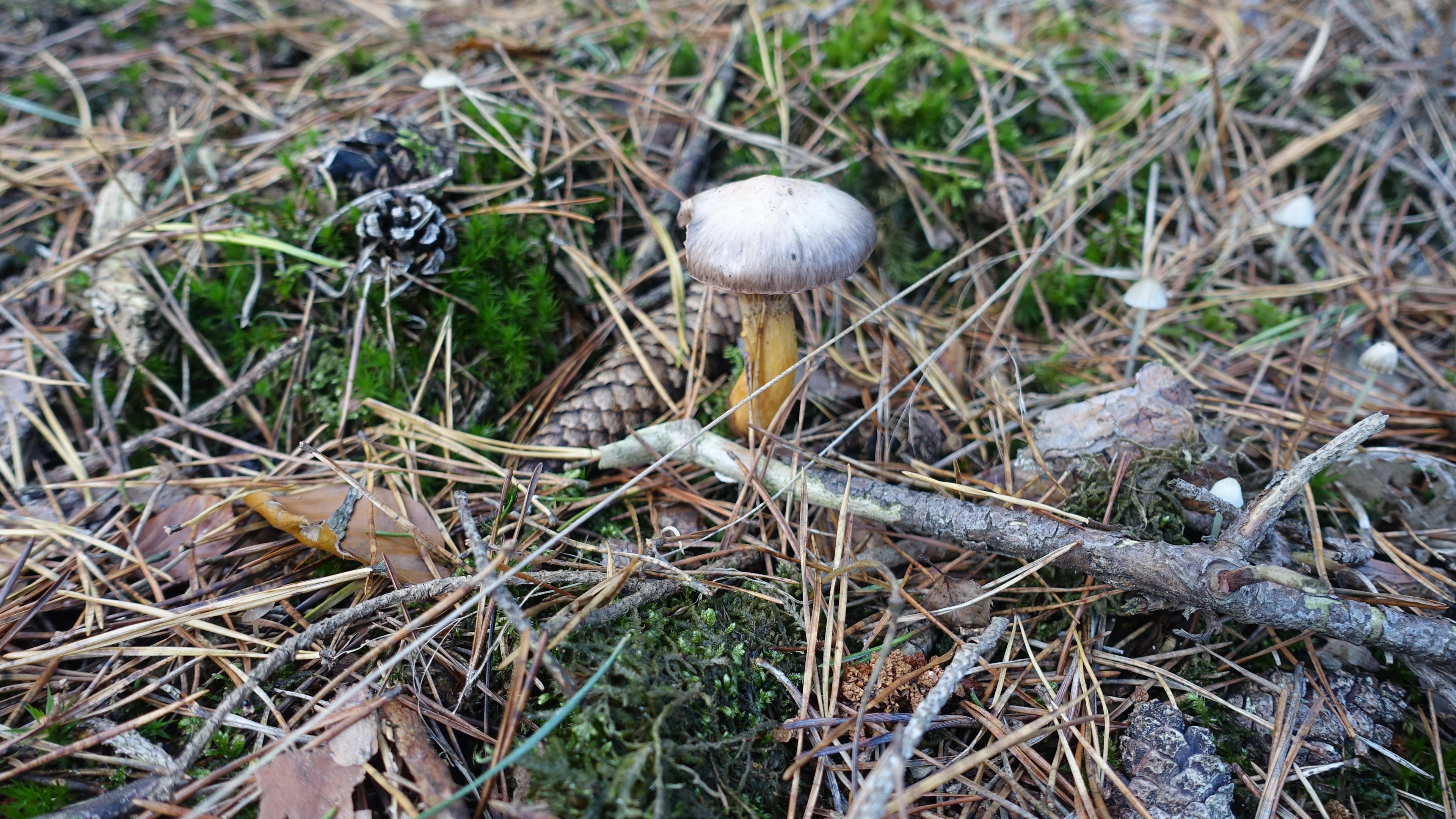Kupferroter Gelbfuß 