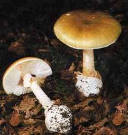 Grüner Knollenblätterpilz